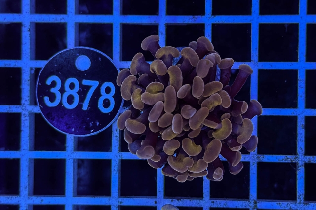 Euphyllia paraancora