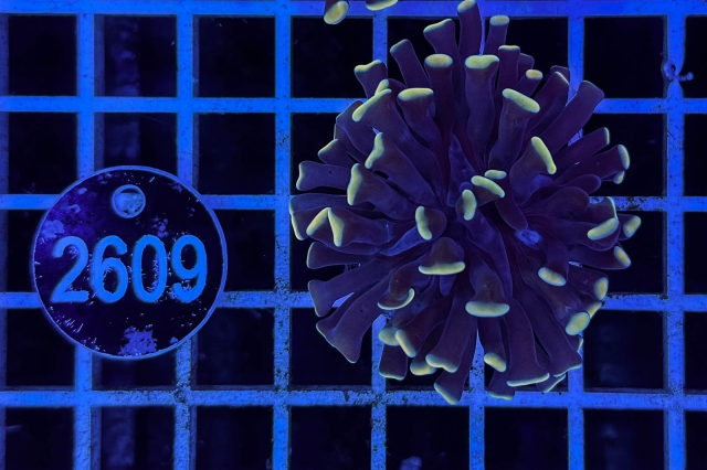 Euphyllia paraancora