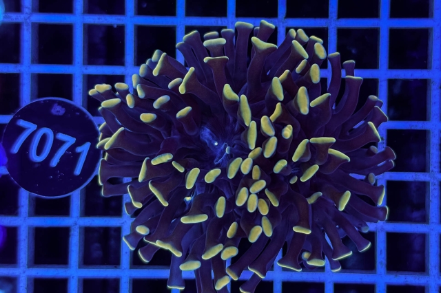 Euphyllia paraancora - 7071_23