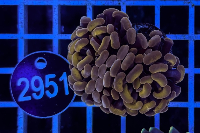 Euphyllia paraancora