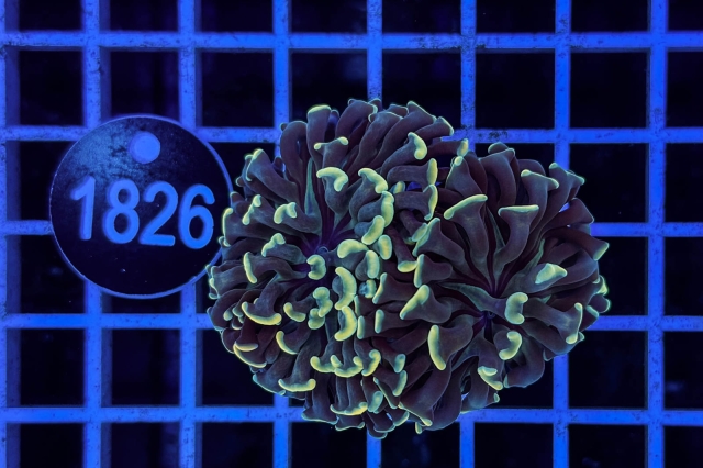 Euphyllia paraancora