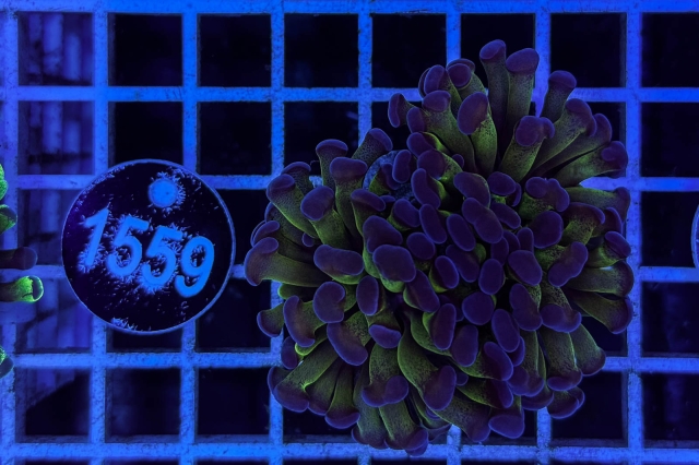 Euphyllia paraancora