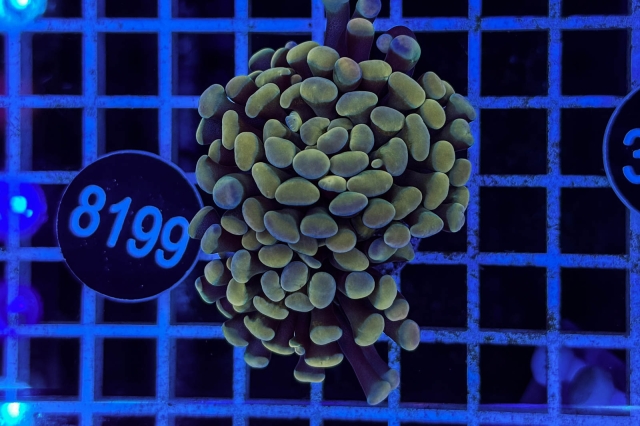 Euphyllia paraancora - 8199_23