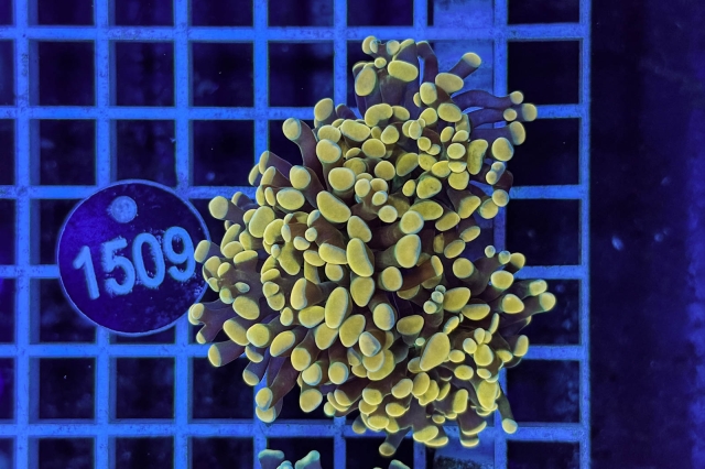 Euphyllia paraancora