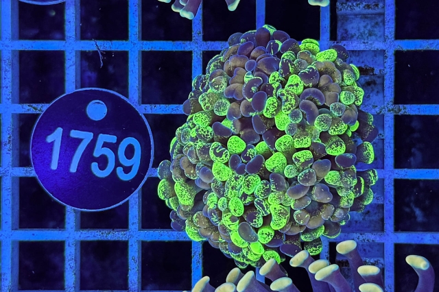 Euphyllia paraancora