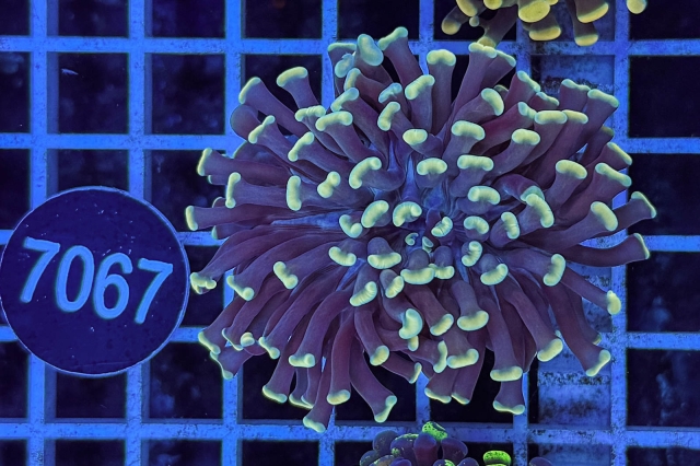 Euphyllia paraancora - 7067_23