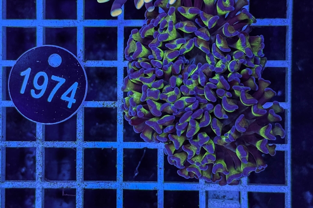 Euphyllia paraancora - 1974_23