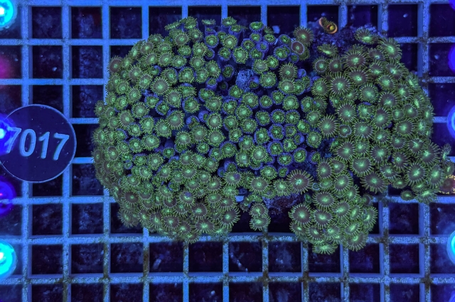 Zoanthus - 7017_23