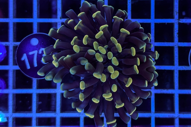 Euphyllia paraancora