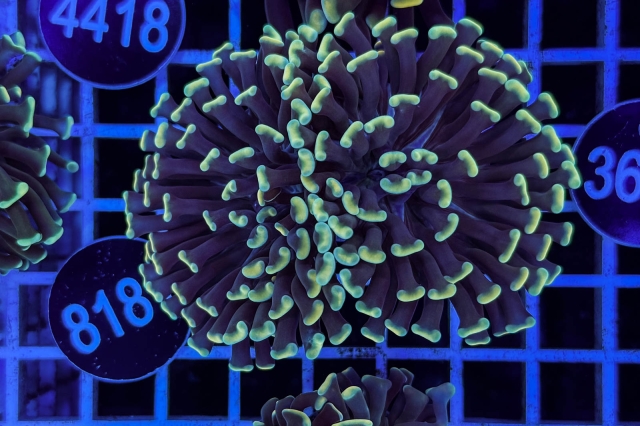 Euphyllia paraancora