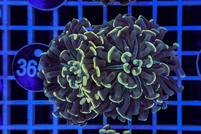 Euphyllia paraancora