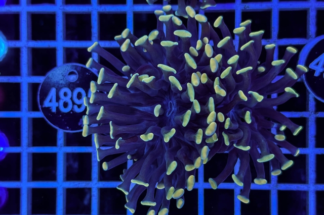 Euphyllia paraancora - 4895_23