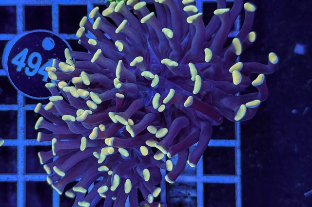 Euphyllia paraancora