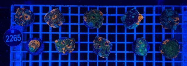 Acanthastrea echinata - 2265_13