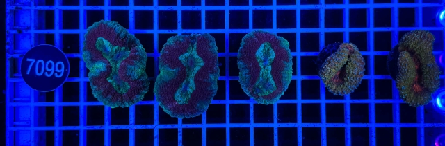 Symphyllia - 7099_13