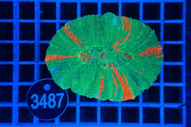 Scolymia australis - 3487_21