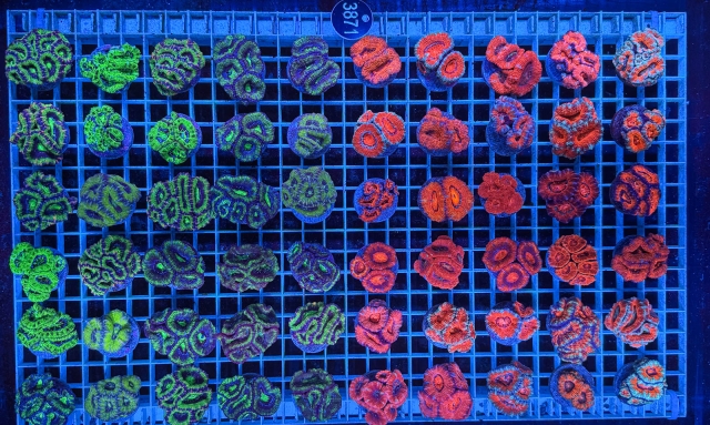 Acanthastrea lordhowensis - 3871_13