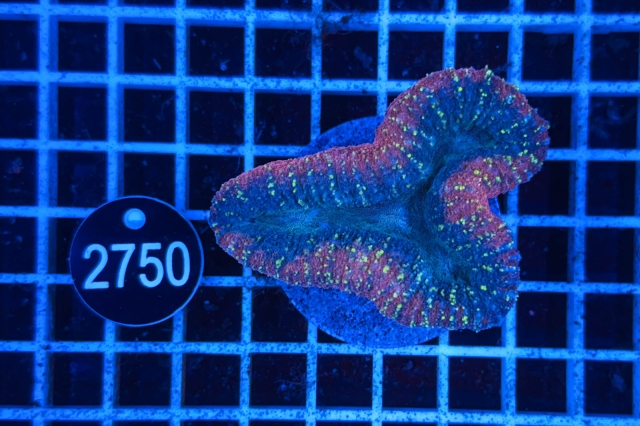 Lobophyllia - 2750_21