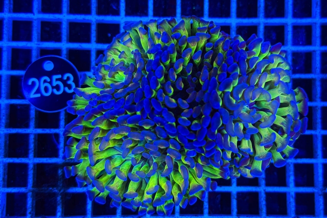 Euphyllia paraancora - 2653_21