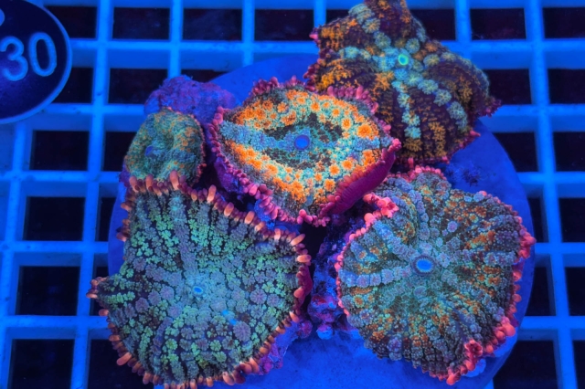 Rhodactis Frankenstein - 2530_20