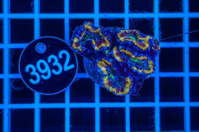 Acanthastrea lordhowensis Rainbow - 3932_21