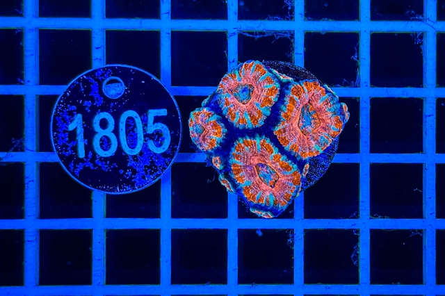 Acanthastrea lordhowensis - 1805_21