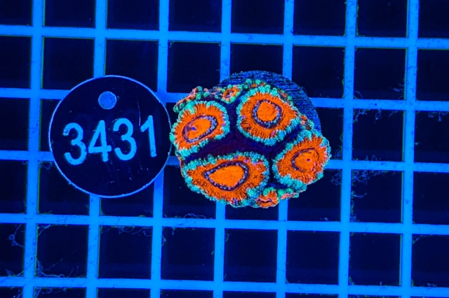 Acanthastrea lordhowensis - 3431_21