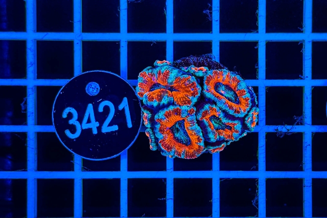 Acanthastrea lordhowensis - 3421_21