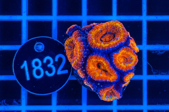 Acanthastrea lordhowensis Rainbow - 1832_21