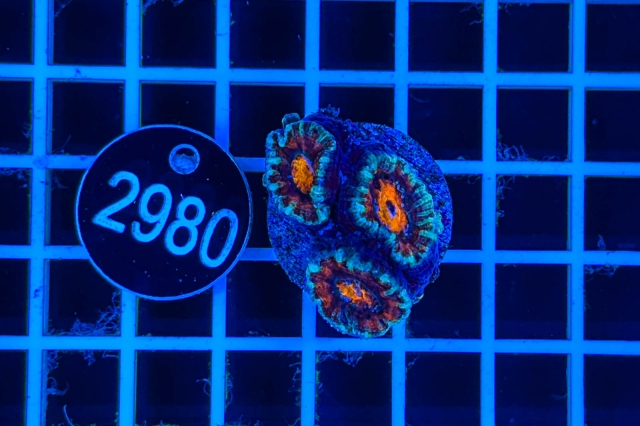 Acanthastrea lordhowensis - 2980_21