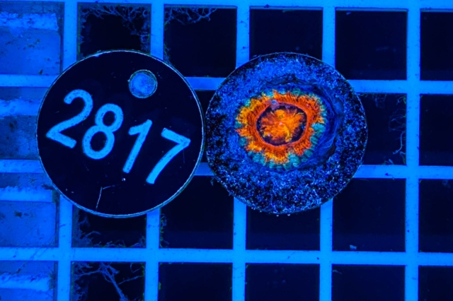 Acanthastrea lordhowensis Rainbow - 2817_21