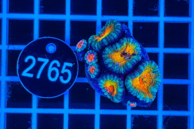 Acanthastrea lordhowensis Rainbow - 2765_21