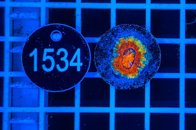 Acanthastrea lordhowensis Rainbow - 1534_21