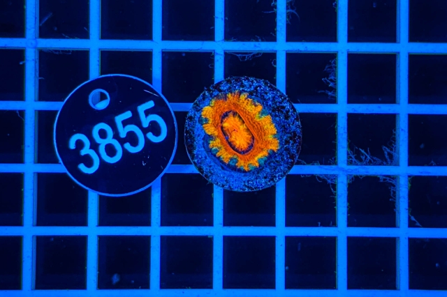 Acanthastrea lordhowensis Rainbow - 3855_21