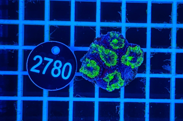 Acanthastrea lordhowensis - 2780_21