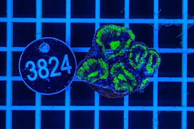 Acanthastrea lordhowensis - 3824_21