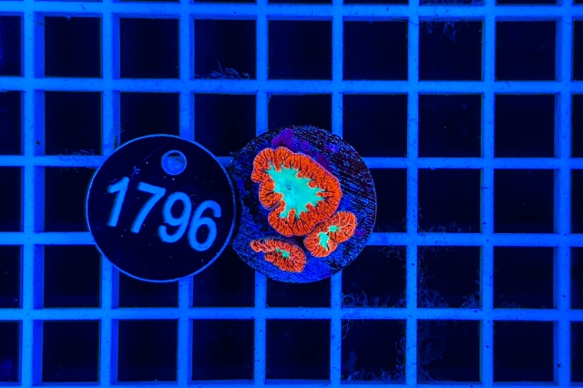 Blastomussa wellsi - 1796_21