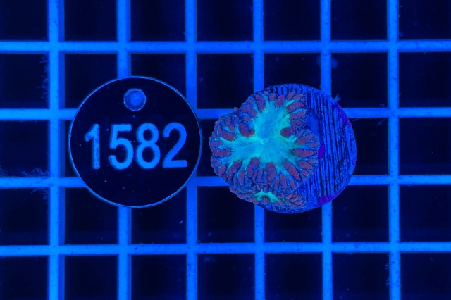 Blastomussa wellsi - 1582_21