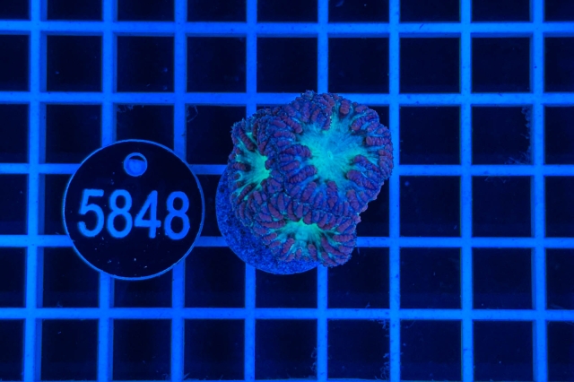 Blastomussa wellsi - 5848_21