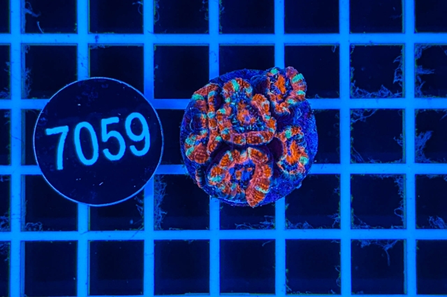 Acanthastrea lordhowensis - 7059_21