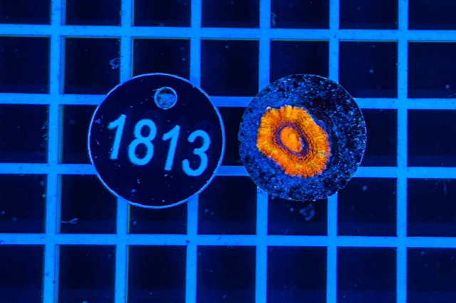 Acanthastrea lordhowensis Rainbow - 1813_21