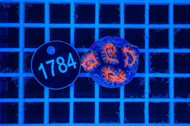 Acanthastrea lordhowensis - 1784_21