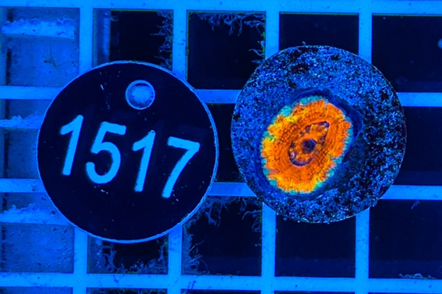 Acanthastrea lordhowensis Rainbow - 1517_21