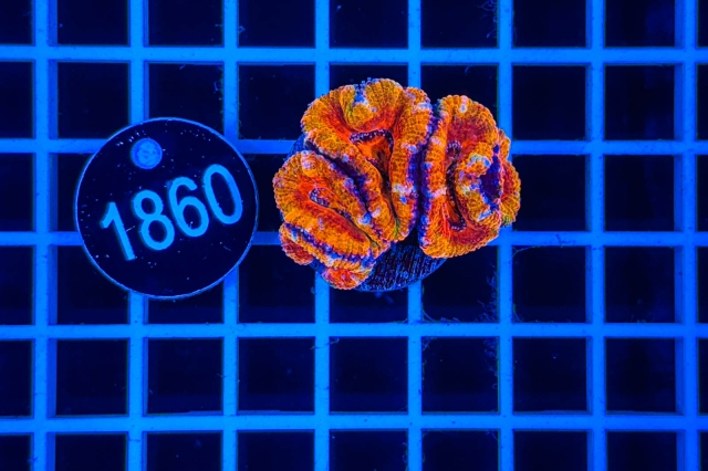 Acanthastrea lordhowensis Rainbow - 1860_21