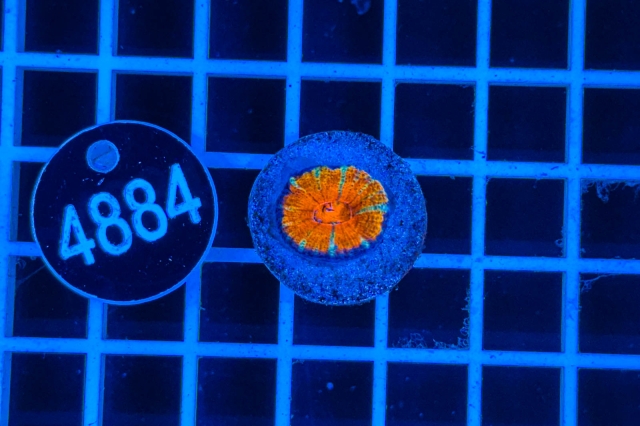 Acanthastrea lordhowensis Rainbow - 4884_21