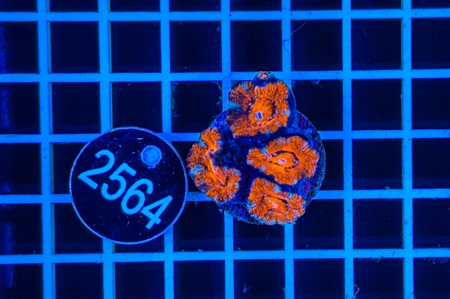 Acanthastrea lordhowensis - 2564_21