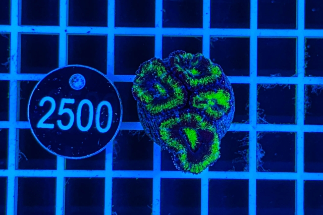 Acanthastrea lordhowensis - 2500_21