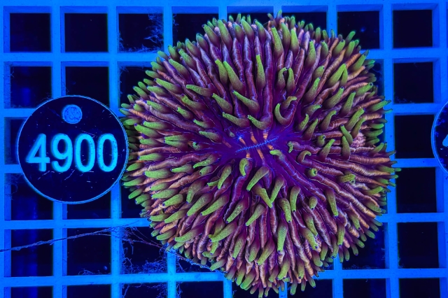 Fungia - 4900_21