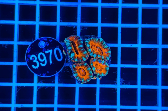 Acanthastrea lordhowensis - 3970_21