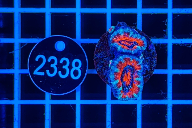 Acanthastrea lordhowensis - 2338_21